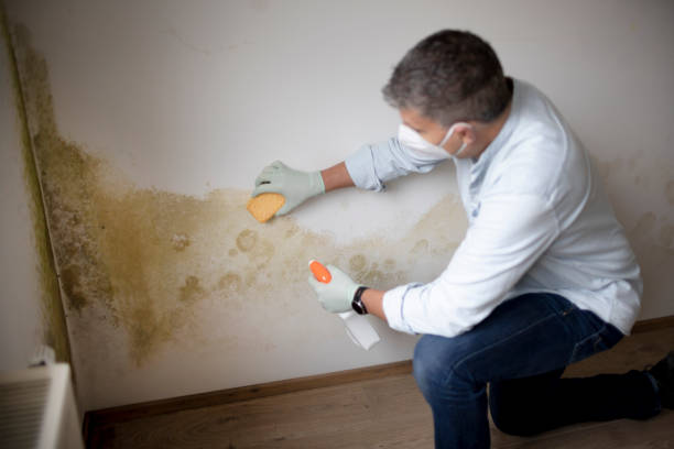 Best Mold Remediation for Healthcare Facilities  in Jellico, TN